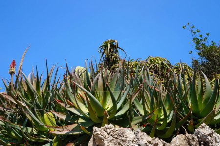 Foto de Planta suculenta verde. Aloe nobilis silvestre - Imagen libre de derechos