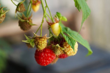 Photo for Raspberry fruit on a branch. Red raspberries and green leaves in garden, closeup. - Royalty Free Image