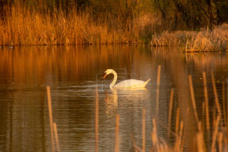 Foto de Cisne blanco en el Parque Natural Vacaresti, Bucarest Danubio - Imagen libre de derechos