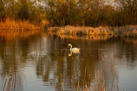 Photo for White swan on Vacaresti Natural Park, Bucharest Danube - Royalty Free Image