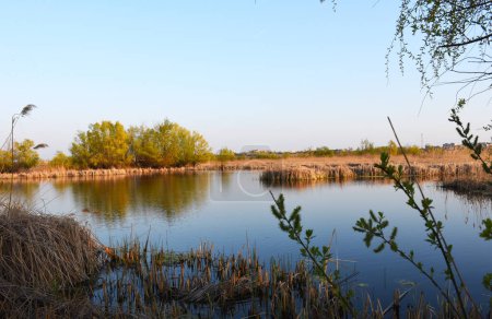 Photo for Vacaresti Natural Park, Delta of Bucharest, Romania - Royalty Free Image