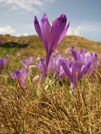 Photo for Purple crocus flowers on a mountain hill. Natural wild crocus Barrs purple flowers landscape - Royalty Free Image