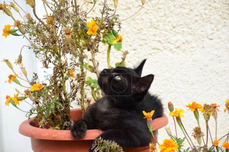 Photo for Black cat resting in marigold flower pot. Grumpy kitten high quality photo - Royalty Free Image