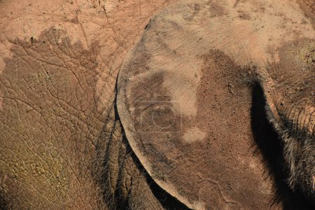 Photo for Elephant close up, skin irregularities texture of a elephant. High quality photo - Royalty Free Image