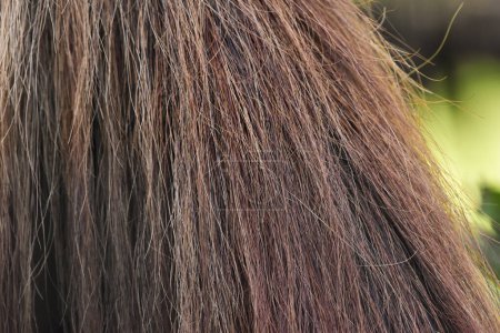 Foto de Cabello de cola de caballo marrón de cerca. Detalle de caballo. Fotografía macro de cola de caballo. Foto de alta calidad - Imagen libre de derechos