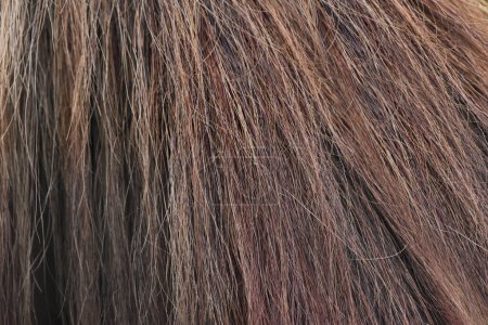 Foto de Cabello de cola de caballo marrón de cerca. Detalle de caballo. Fotografía macro de cola de caballo. Foto de alta calidad - Imagen libre de derechos