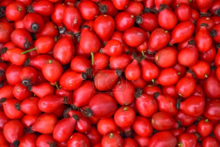 Téléchargez les photos : Rosier rouge frais fruits texture de fond. Rosa canina fond de baies fraîches. Photo de haute qualité - en image libre de droit