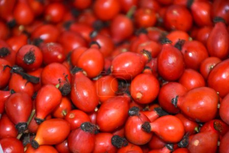 Téléchargez les photos : Rosier rouge frais fruits texture de fond. Rosa canina fond de baies fraîches. Photo de haute qualité - en image libre de droit