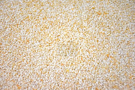 Photo for Sesame seeds texture background. White toasted sesame seeds close up. High quality photo - Royalty Free Image