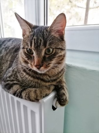 Photo for Cute tabby cat sitting on a heating radiator by the window. Cat warms up on the heating radiator. High quality photo - Royalty Free Image