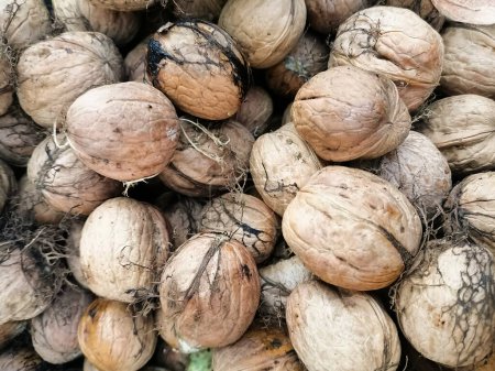 Téléchargez les photos : Walnuts with shells background. Close up of a bunch of fresh harvested walnuts. High quality photo - en image libre de droit