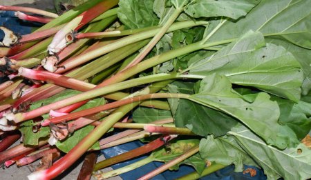Photo for Pile of raw rhubarb stems, fresh harvested from garden. Fresh rhubarb stalks with leaves . High quality photo - Royalty Free Image