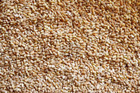 Foto de Fondo de textura de cebada. Textura de grano de trigo, cereales de pan. Foto de alta calidad - Imagen libre de derechos