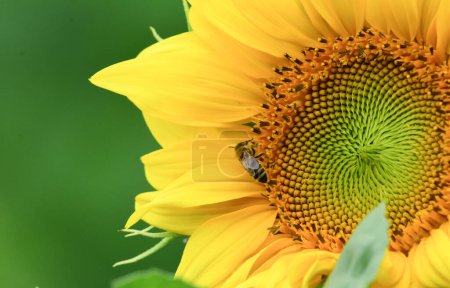 Photo for Yellow sunflower blossom with bee collecting nectar closeup, green background. High quality photo - Royalty Free Image