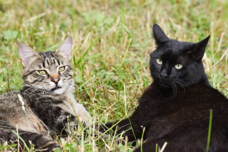 Photo for Two cats, black and tabby striped, relaxing in the grass field on a sunny day. High quality photo - Royalty Free Image