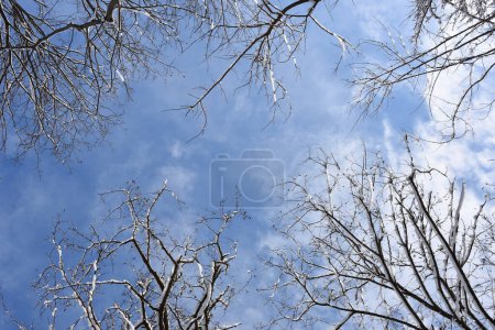 Photo for Snowy trees seen from below, beautiful blue sky. High quality photo - Royalty Free Image