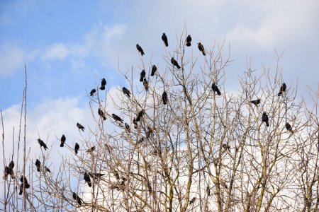 Photo for Bare tree with many crows in a winter sunny day with blue sky. High quality photo - Royalty Free Image