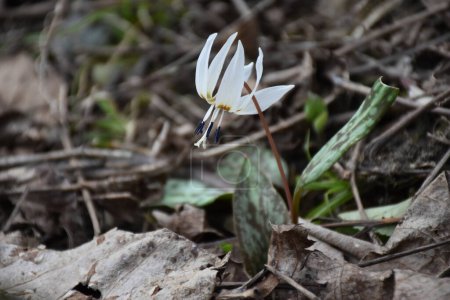 Foto de Lirio de trucha blanca o Violeta Diente de Perro. Erythronium albidum flor nativa primer plano a principios de la primavera, Rumania. Foto de alta calidad - Imagen libre de derechos