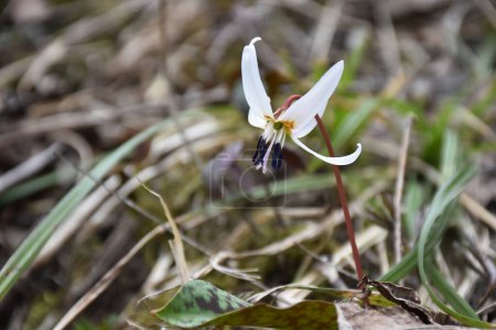 Téléchargez les photos : Truite blanche Lily ou Dogtooth Violet. Erythronium albidum fleur indigène en gros plan au début du printemps, Roumanie. Photo de haute qualité - en image libre de droit