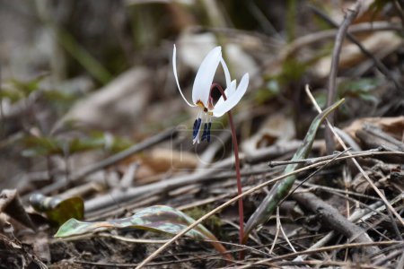 Photo for White Trout Lily or Dogtooth Violet. Erythronium albidum native flower closeup in early spring, Romania. High quality photo - Royalty Free Image