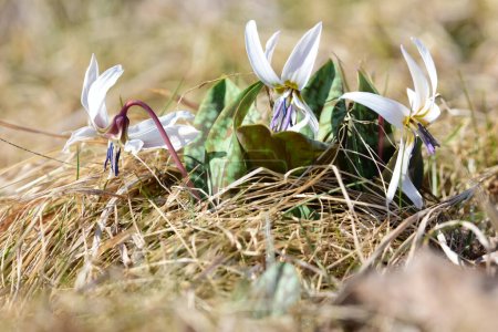 Schöne weiße Forellenlilie blüht im April, Frühling. Weiße Hundszahnviolette Blütengruppe, die sich aus dem Gras erhebt. Makrofotografie von Erythronium albidum. Hochwertiges Foto