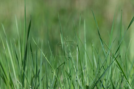 Foto de Primavera hierba verde primer plano. Fondo de campo de hierba verde fresco. Pequeña profundidad de campo. Foto de alta calidad - Imagen libre de derechos