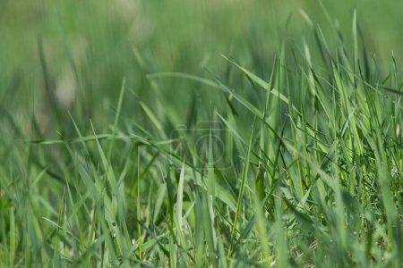 Photo for Spring green grass closeup. Fresh green grass field background. Small depth of field. High quality photo - Royalty Free Image