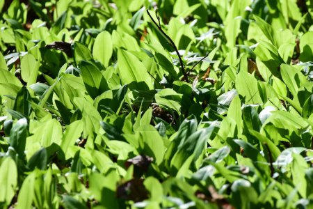 Photo for Wild garlic leaves field in the spring closeup. Allium ursinum or Bears garlic, barlauch green leaves in the forest. Ramsons leaves background. High quality photo - Royalty Free Image