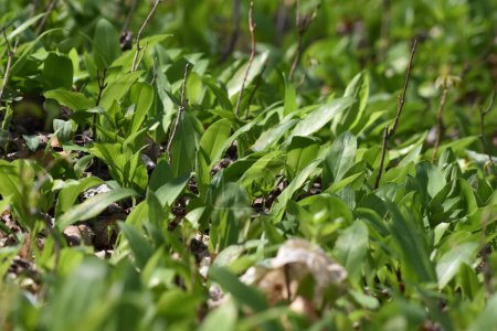 Wild garlic leaves field in the spring closeup. Allium ursinum or Bears garlic, barlauch green leaves in the forest. Ramsons leaves background. High quality photo