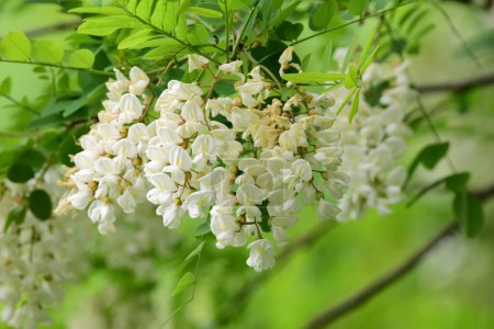 Photo for White acacia flowers, black locust tree flowers. Blossoming acacia tree branches close up. Robinia pseudoacacia. High quality photo - Royalty Free Image
