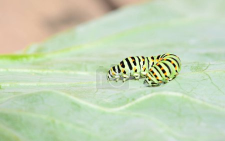 Photo for Green caterpillar closeup on a cabbage leaf. Black Swallowtail Caterpillar, Papilio polyxenes crawling on a green leaf macro. High quality photo - Royalty Free Image