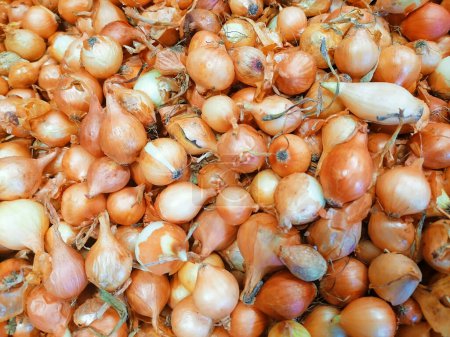 Foto de Fondo de semillas de bulbo de cebolla pequeña. Semillas de cebolla listas para plantar en el telón de fondo de primavera. Foto de alta calidad - Imagen libre de derechos