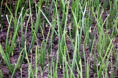 Green onions growing in the garden in spring. Onion furrow plantation in a rustic garden. High quality photo