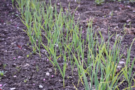 Photo for Green garlic sprouts growing in the garden in spring. Garlic furrow plantation in a rustic garden. High quality photo - Royalty Free Image