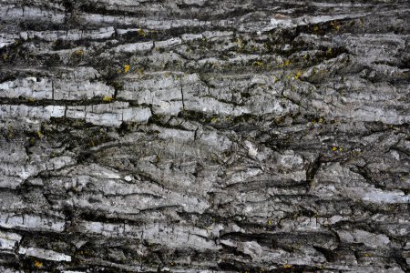Foto de Textura de corteza de árbol con musgo amarillo verde. Foto de alta calidad - Imagen libre de derechos