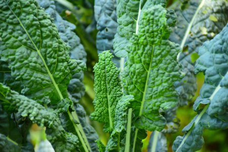 Photo for Kale leaves in the vegetable garden closeup. Fresh kale leaves background texture. Organic grown kale in a homestead garden, Curly kale. High quality photo - Royalty Free Image