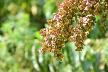 Foto de Semillas de espinaca de montaña roja en el jardín. Hortensis atriplex. Semillas de espinacas de montaña o francesas - Imagen libre de derechos