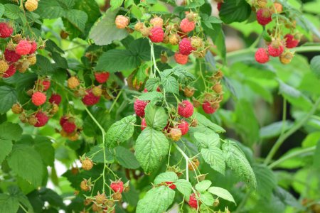 Photo for Fresh red raspberries on a branch in the garden. Red raspberries closeup. High quality photo - Royalty Free Image