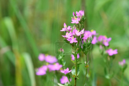 Photo for Common centaury medicinal plant in bloom Centaurium erythraea. High quality photo - Royalty Free Image