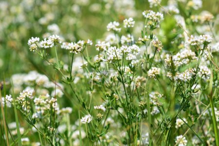 Foto de Flores silvestres blancas campo de verano. Campo de flores de trébol blanco. Foto de alta calidad - Imagen libre de derechos