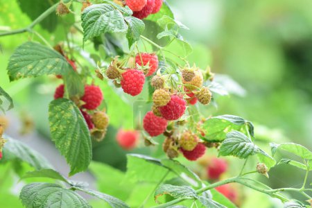 Fresh red raspberries on a branch in the garden. Red raspberries closeup. High quality photo
