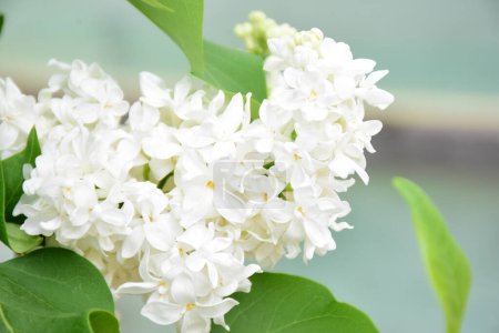 Photo for White blossoming lilac flower close-up spring background in a garden - Royalty Free Image