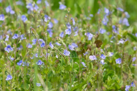 Veronica Chamaedrys blue flowers in a field. Germander Speedwell wild small blue flowers field in the spring