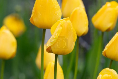 Beau fond de champ de tulipes jaune