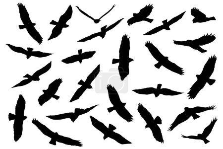 Set von Silhouetten von Fliegenadler, Falke in schwarz in verschiedenen Posen isoliert auf weißem Hintergrund.