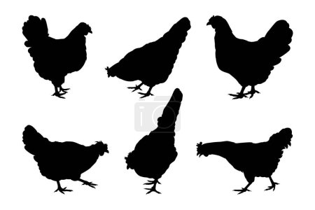 Siluetas negras de gallinas de pie, caminando y comiendo aisladas sobre fondo blanco