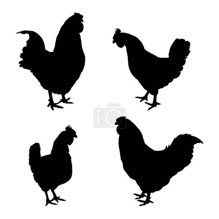 Siluetas negras de gallina y gallo de pie, caminando y comiendo aisladas sobre fondo blanco