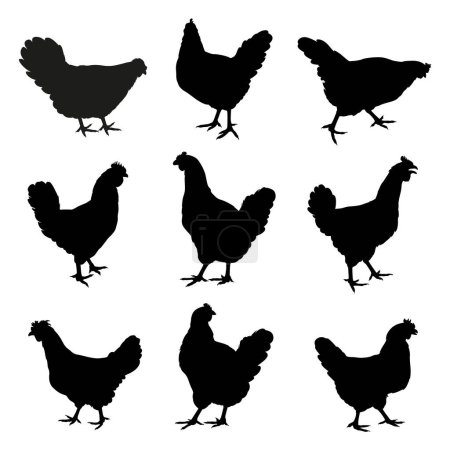Téléchargez les illustrations : Silhouettes noires de poules debout, marchant et mangeant isolées sur fond blanc - en licence libre de droit