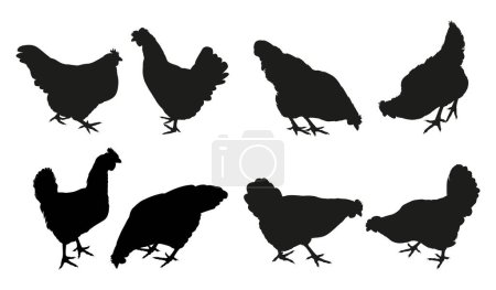 Silhouettes noires de poules debout, marchant et mangeant isolées sur fond blanc