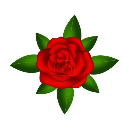 Photo for Realistic red rose isolated on white background. Vector illustration - Royalty Free Image